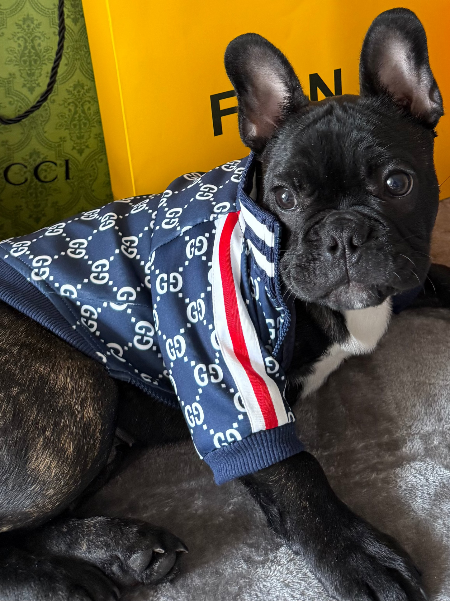 Giacchetta Luxury Edition – Pet Station