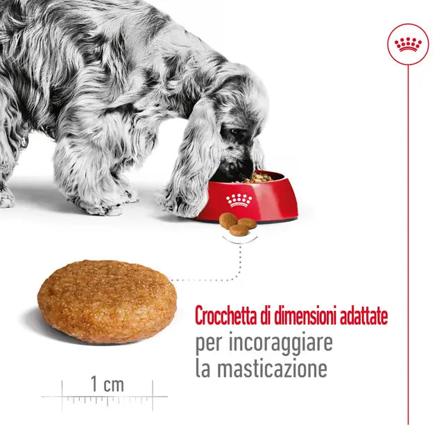 Royal Canin Medium Adult – 12 kg