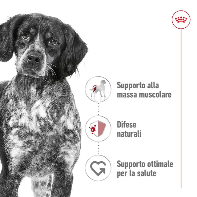 Royal Canin Medium Adult – 12 kg