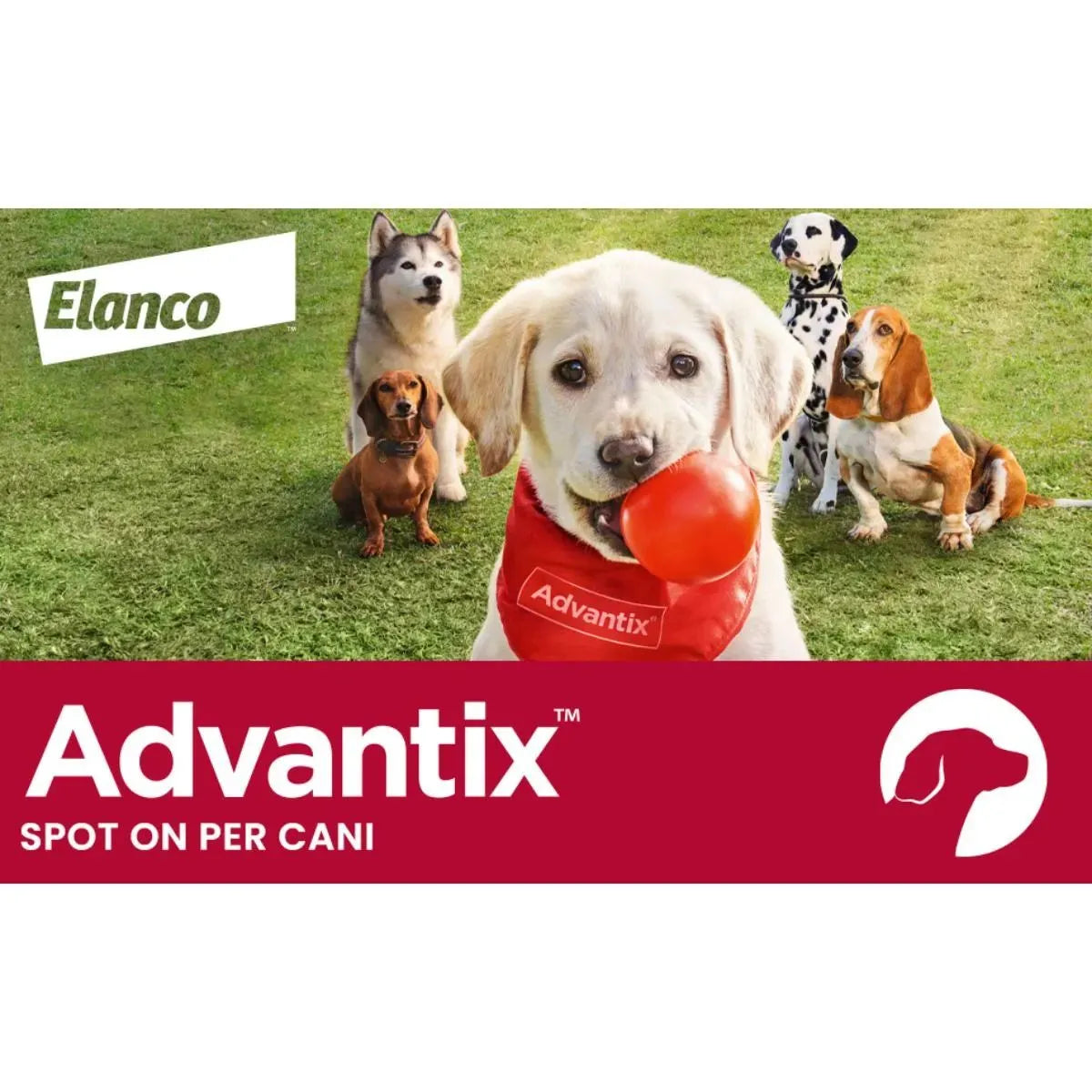 Advantix Spot-On per Cani 25-40 kg – 4 Pipette | Antiparassitario Completo
