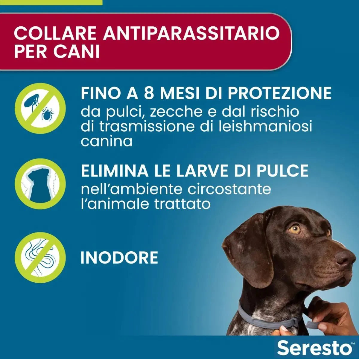Seresto Collare Antiparassitario per Cani oltre 8 kg – Protezione 7-8 Mesi | Elanco