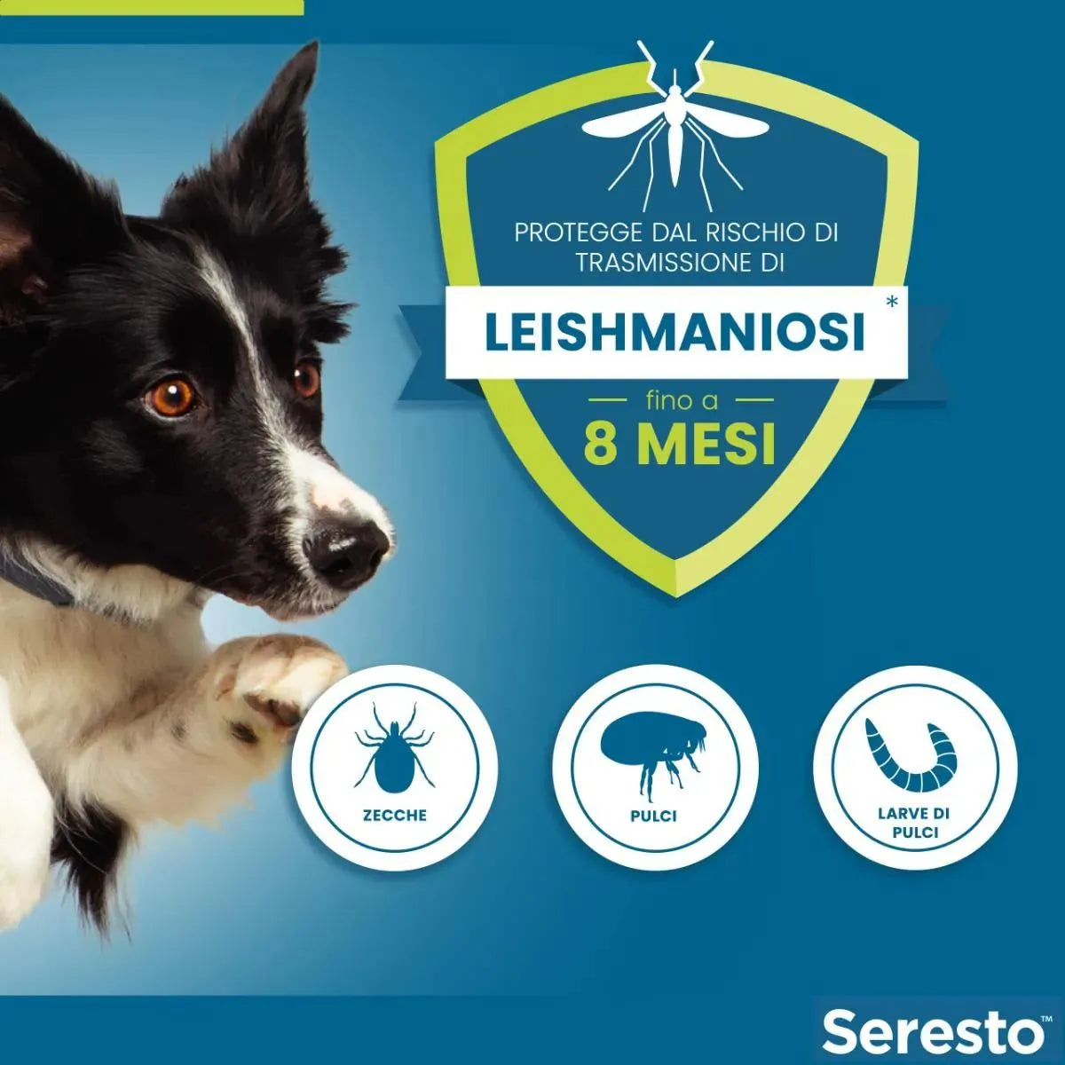 Seresto Collare Antiparassitario per Cani oltre 8 kg – Protezione 7-8 Mesi | Elanco